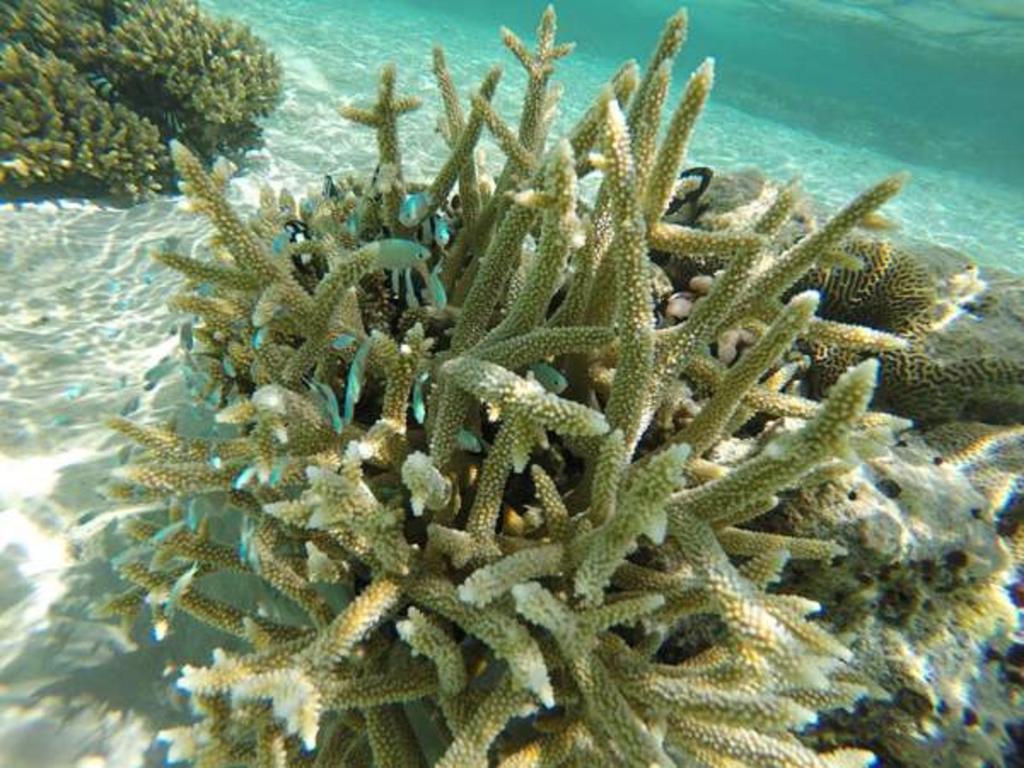 Local Island Inn Hangnaameedhoo Kültér fotó
